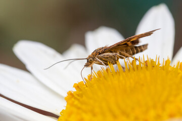 Closeup of a Mint Moth (Pyrausta aurata) on Anthemis tinctoria ‘E.C.Buxton’