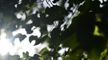 sunny leaves