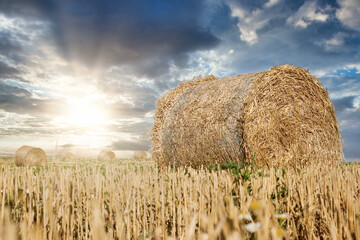Straw rolls, straw bale on farmer field and sunset with dramatic cloudy sky, beautiful nature after harvest
