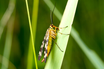 Beautiful Scorpion Fly (Panorpa communis) on a green leaf. Close-up.