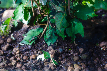 Walking stick insect or Phasmids also known as stick insects, stick-bugs, walking sticks, bug sticks or ghost insect. Selective focus, blurred background with copy space