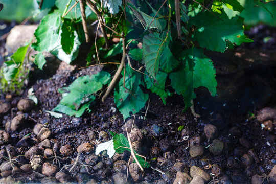 Walking stick insect or Phasmids also known as stick insects, stick-bugs, walking sticks, bug sticks or ghost insect. Selective focus, blurred background with copy space