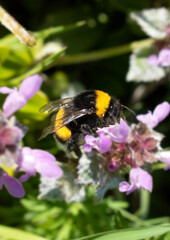 Bee collecting pollen from flowers. Honey bee on the flower.
