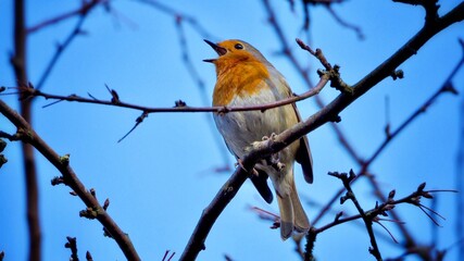 Robin Perched on a Branch