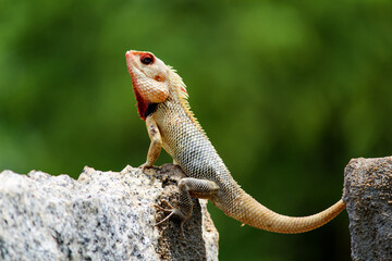 bearded dragon lizard