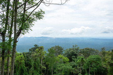 The fertile forests in Thailand are both tourist spots and important nature studies.