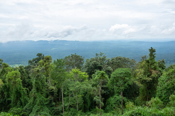 The fertile forests in Thailand are both tourist spots and important nature studies.