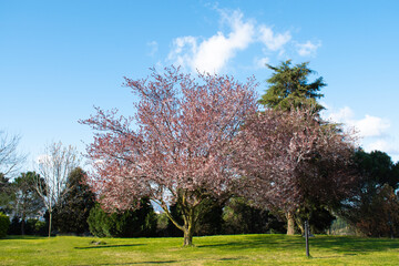 Cherry Blossom trees, Nature and Spring time background. Blooming cherry plum in the spring garden. On blue sky background.