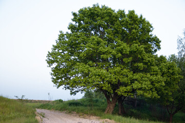 Big green oak with lush crown near country road in evening time
