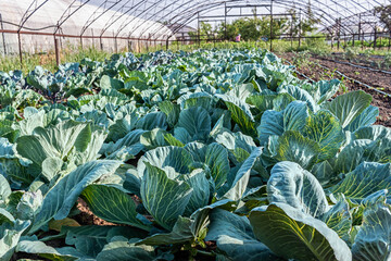 Useful food, gardening, agriculture. Natural white cabbage grows in a row in the garden in the greenhouse.