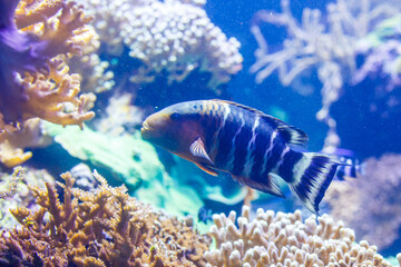 Little colorful fish, bright coral reef in aquarium. Underwater life.