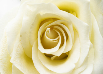 light yellow-colored rose Yellow rose flowers in a floral arrangement