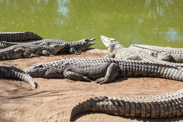 African Aligator Animal in South Africa.