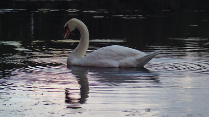 Cygne flottant &agrave; la surface d'un &eacute;tang