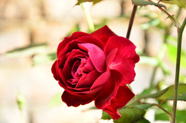 Beautiful Red Rose Flower In The Garden