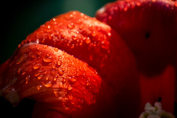 Fototapeta krople deszczu na tulipanie  obraz