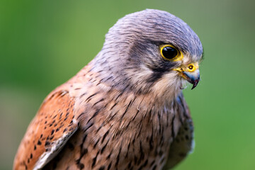 Obraz premium Male Kestrel