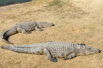 African Aligator Animal in South Africa.
