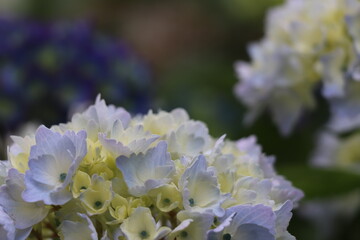 Hortensia