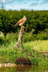 Male Kestrel