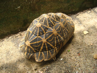 turtle on a rock
