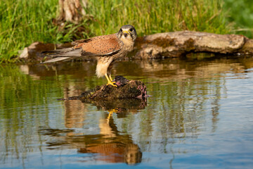 Male Kestrel