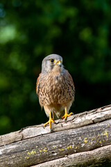 Male Kestrel