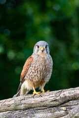 Male Kestrel