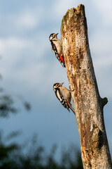 Greater Spotted Woodpecker