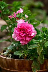 large double terry petunia flowers lush pink and white with indented petals in summer garden