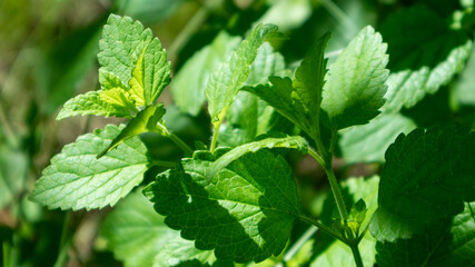 Bright green fresh mint herb growing in garden close-up. Greenery food aromatic spearmint on blurred background