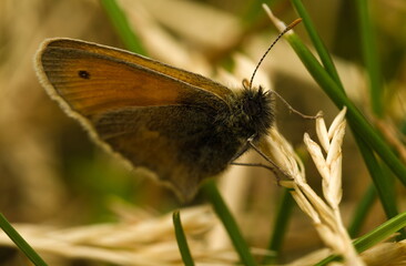 Butterfly in the grass,  small heath (Coenonympha pamphilus)