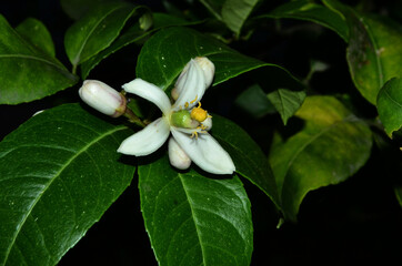 Fresh Blooming Flower On Plants