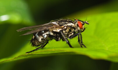 Macro of a fly on green leaf