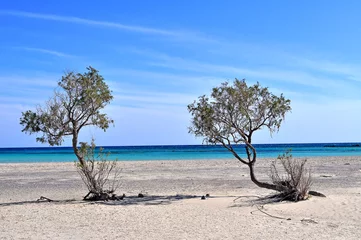 Photo sur Plexiglas  Plage d'Elafonissi, Crète, Grèce Two curvy trees on the beach