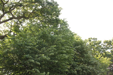 シャボン玉飛んだ