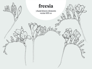 Hand drawn freesia vector illustration, 5 elements, outline - obrazy, fototapety, plakaty