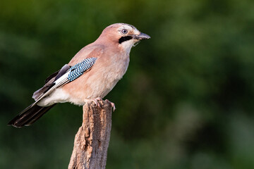 European Jay