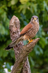 Male Kestrel