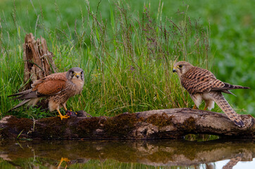 Male and Female Kestrel