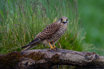 Female Kestrel