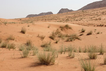 Fototapeta na wymiar Hot and arid desert sand dunes terrain in Sharjah emirate in the United Arab Emirates. The oil-rich UAE receives less than 4 inches of rainfall a year and relies on water from desalination plants.