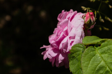 Fototapeta premium Pink rose Rosa odorata, tea rose on a bush, isolated on black, sunny summer blurred bokeh background. Rich aroma garden tender flower