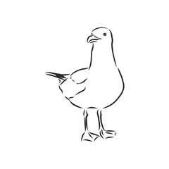 Seagull bird animal sketch engraving vector illustration. Scratch board style imitation. Hand drawn image. Seagull bird, vector sketch illustration