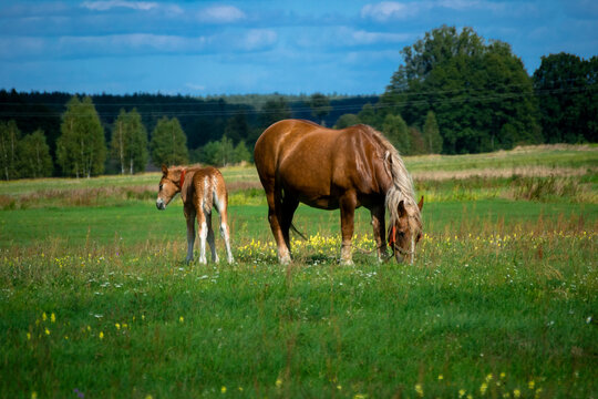 รูปภาพKlacz เลือกดูภาพถ่ายสต็อก เวกเตอร์ และวิดีโอ3,065 Adobe Stock