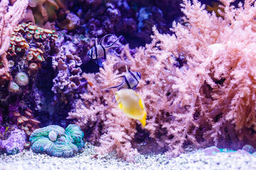 Little colorful fish, bright coral reef in aquarium. Underwater life.