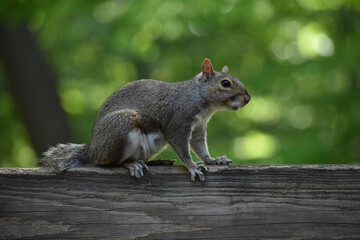 grey squirrel with short tail on a fence
