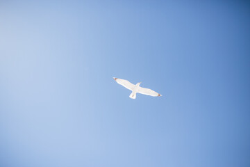 seagulls in the sky, sea landscape