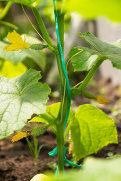 Cucumber Plant With Flowers And Ovaries