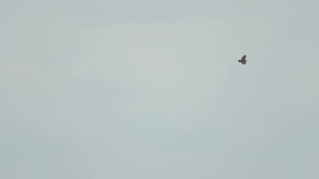 Greater Spotted Eagle glide over Koh Miang island